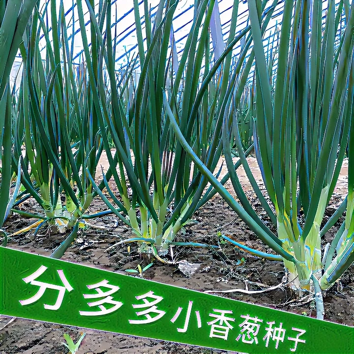 分葱种籽四季分多多小香葱种子酱阳台盆栽蔬菜种孑易种家庭菜种子