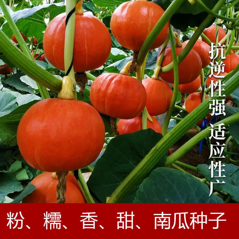 红甜栗红皮南瓜种子新品种红板栗南瓜小金瓜贝贝南瓜种子甜糯蔬菜