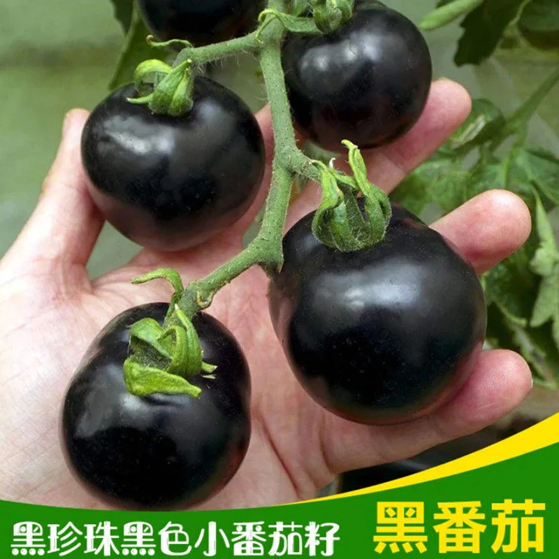 黑小番茄种子黑樱桃西黑柿种子黑番茄易种水果小番茄盆栽蔬菜种籽