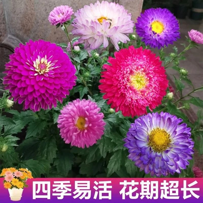 翠菊种子菊花种籽庭院阳台盆栽易活四季适应开花室外大花菊花种籽