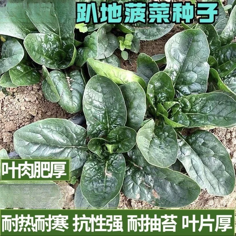 趴地菠菜种子黑园叶菠菜种籽播种生长速度快耐寒蔬菜种子大全种植