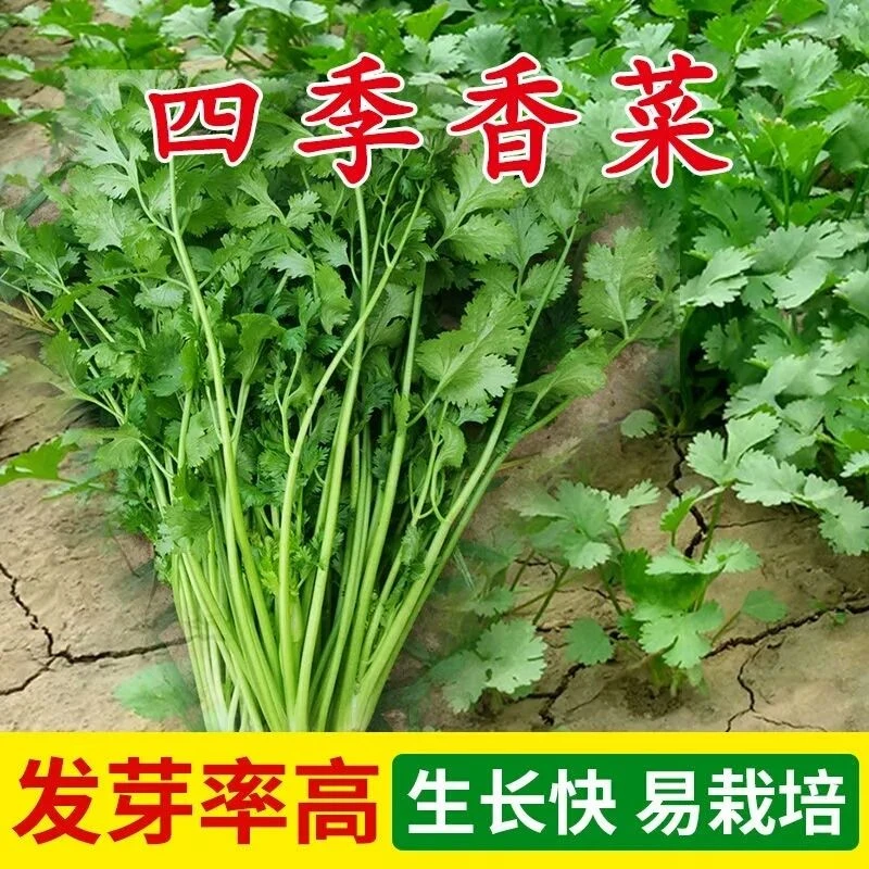 香菜种子阳台室内盆栽庭院蔬菜胡菜芫荽籽渔具四季可播种园荽种籽