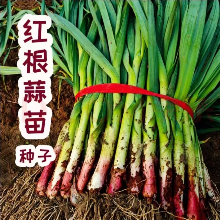 红头蒜苗种子红皮蒜苗种子宽叶红根香蒜蒜苗种籽蔬菜种子大全四季