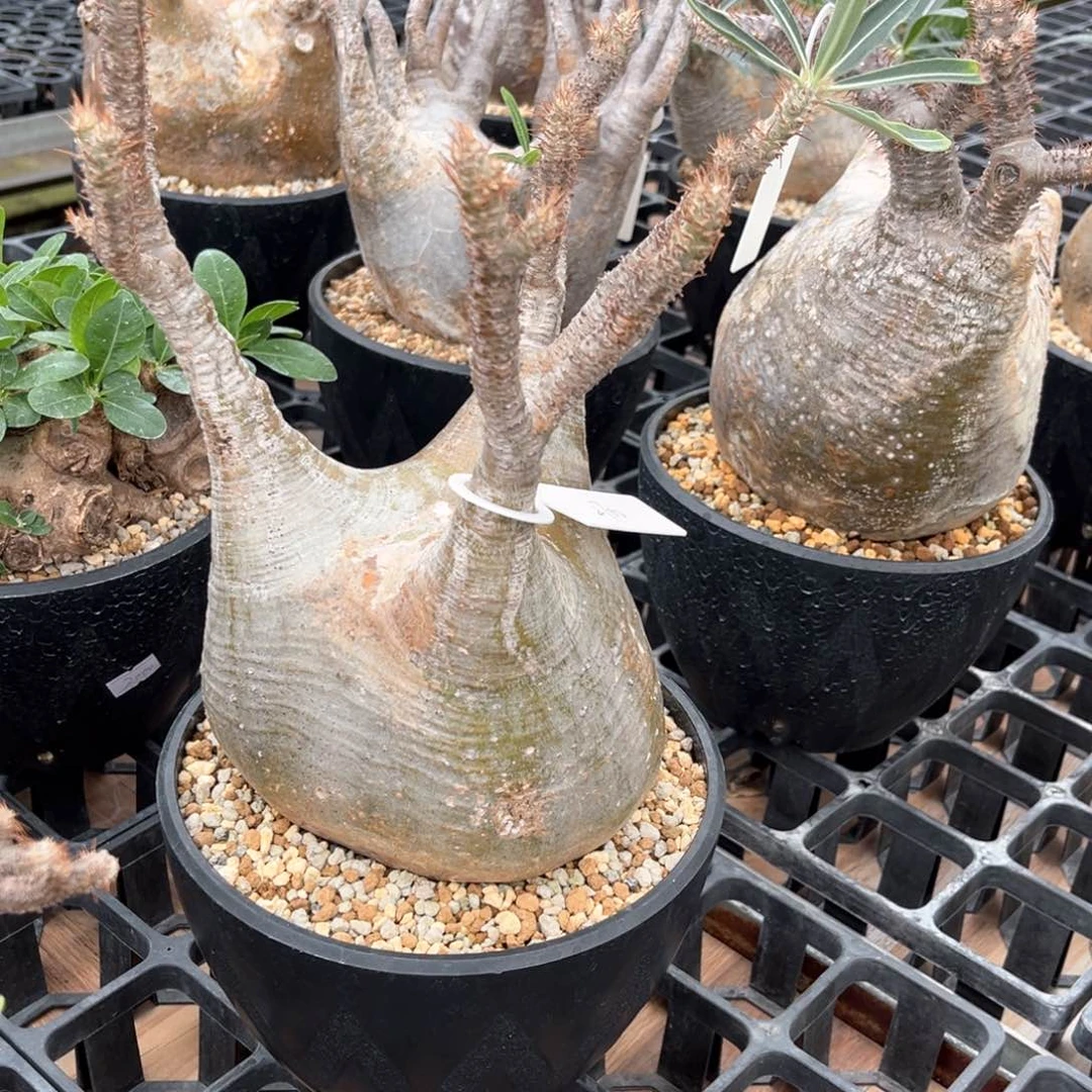 夕*?象牙宫1111111