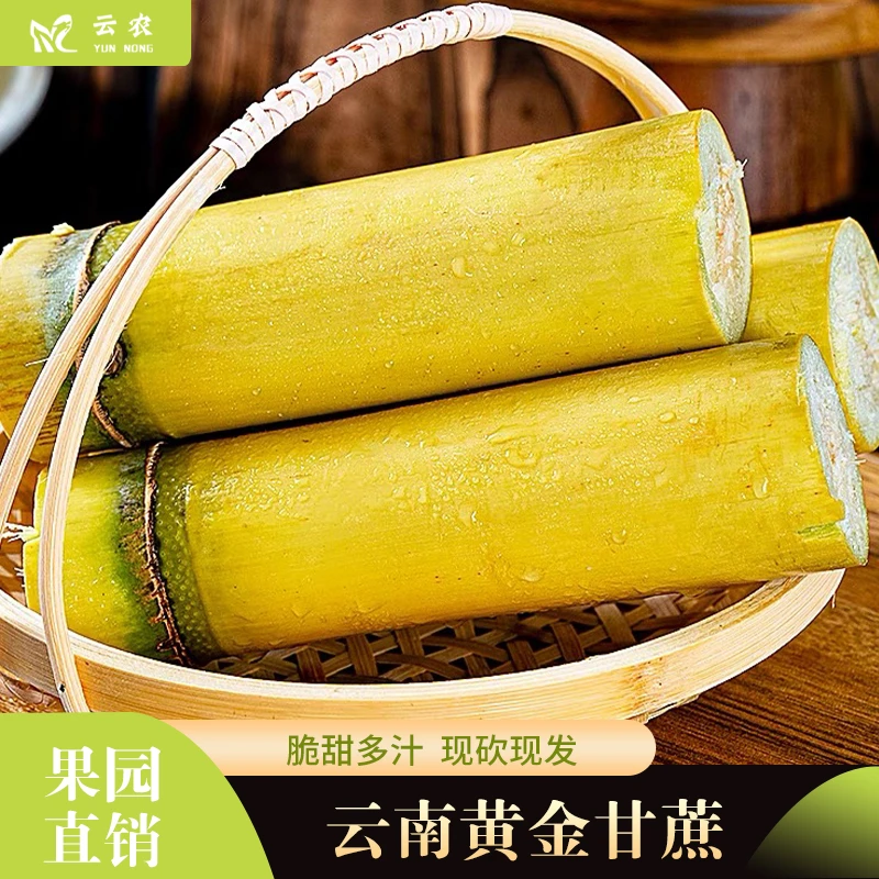云南黄金甘蔗产地5/9斤肉质松软未削皮香甜多汁