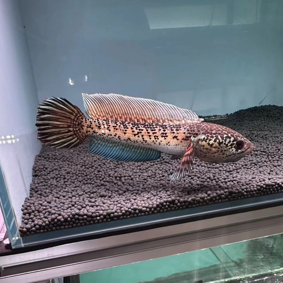 黄金眼镜蛇雷龙鱼-活体