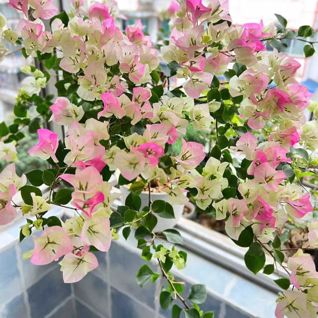 物一拍三角梅老桩盆景（23）999999