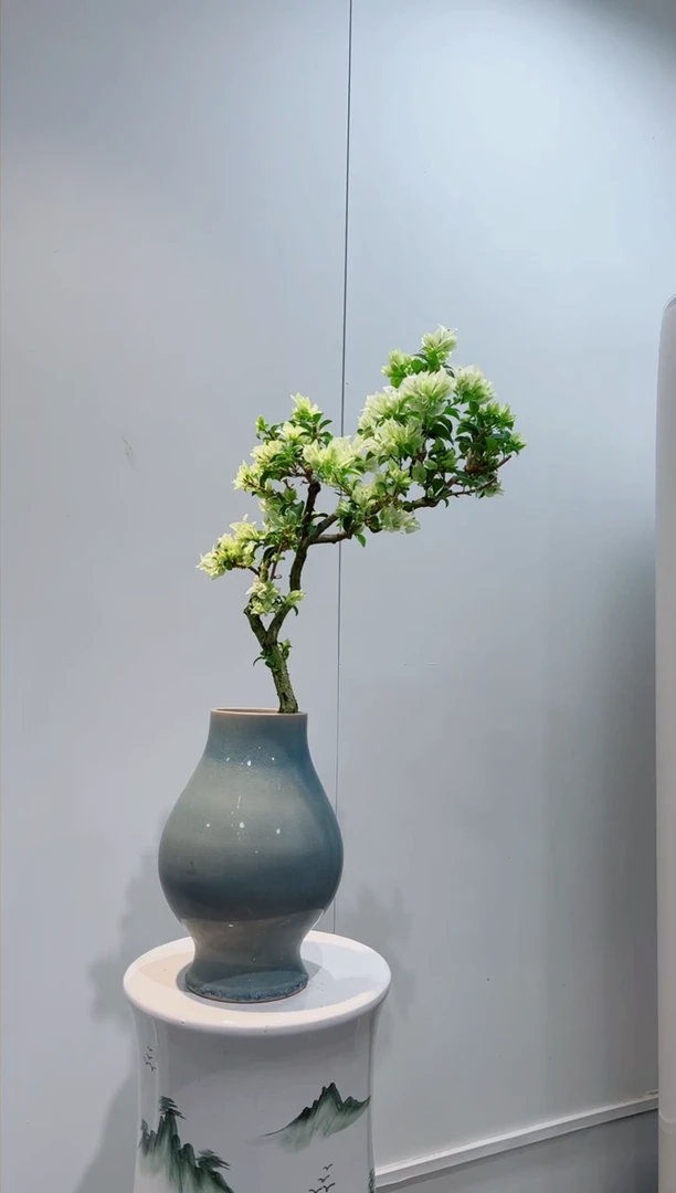 【闪购商品】三角梅牙买加白