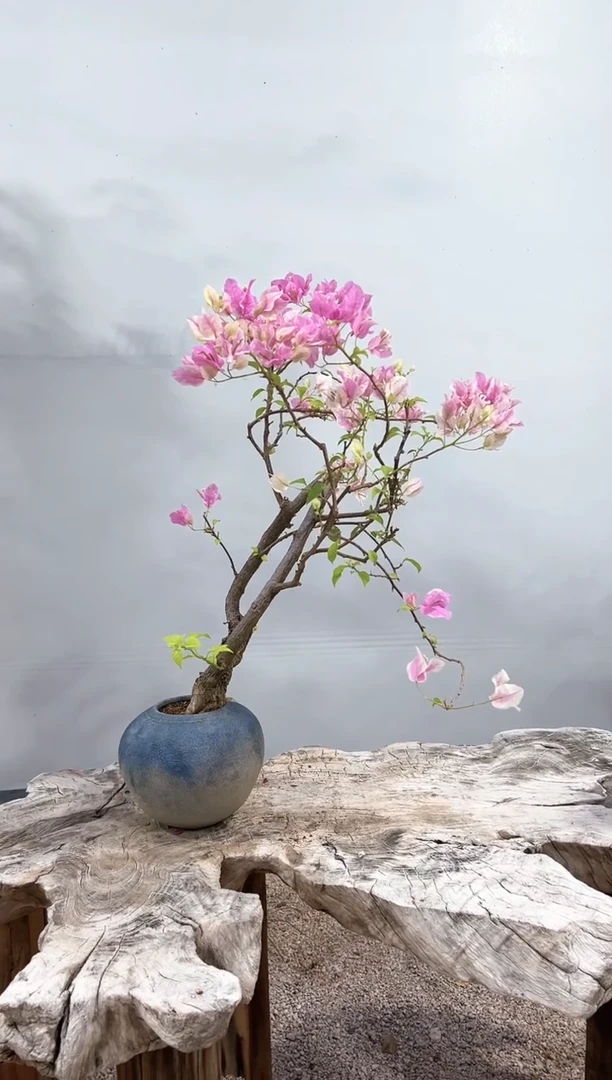 【闪购商品】广红樱