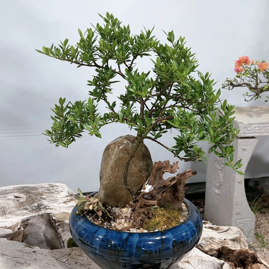 【闪购商品】栀子花