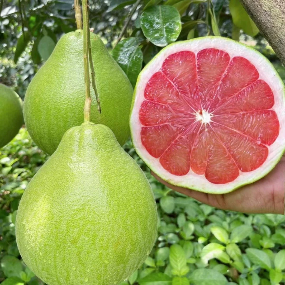 柚子树苗嫁接特大沙田柚红心蜜柚泰国红宝石青柚南方种植庭院果树