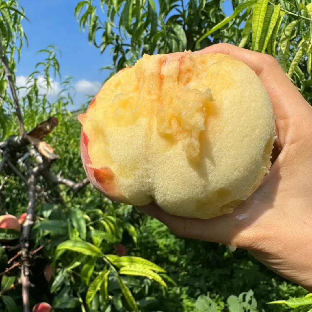桃树果苗嫁接果树水蜜桃树苗黄桃子苗地栽盆栽南北种植当年结果