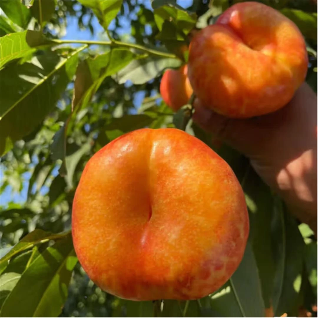 早熟水蜜桃树苗桃树果苗嫁接黄桃树苖当年结果南方北方种植新品种