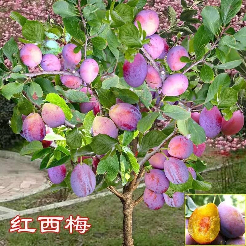 西梅苗法兰西女神西梅树苗盆栽地栽嫁接阳台庭院耐寒耐热当年结果