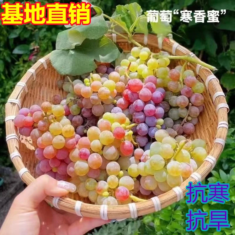 寒香蜜圆叶葡萄苗嫁接玫瑰香耐旱耐寒庭院阳台盆栽地栽葡萄树苗