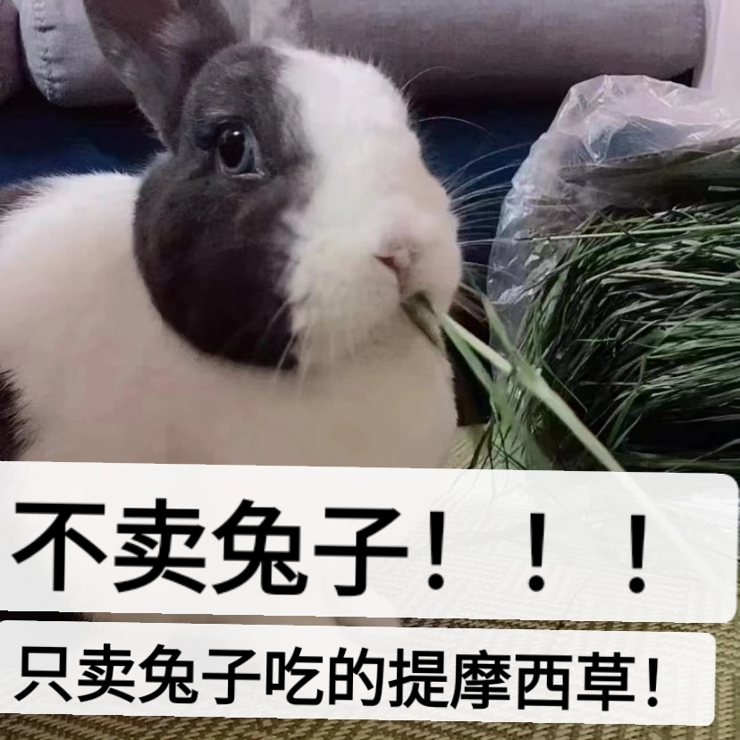 奇奇同款2024年新草烘干提摩西兔子龙猫磨牙干草净重750g包邮