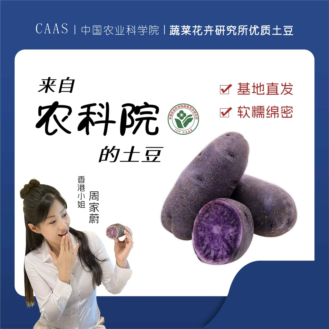 中国农科院蔬菜所中薯紫4号土豆马铃薯