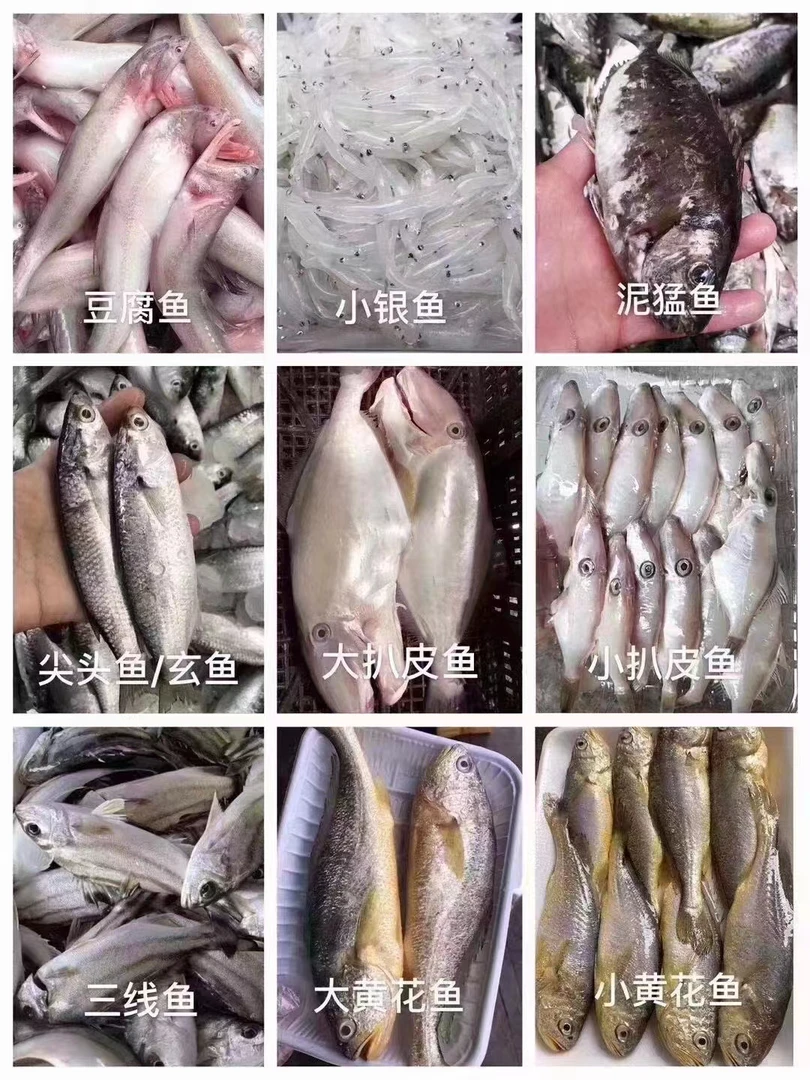 大海小仙专属改价链接3号 海鲜海鱼各种鱼已直播间为准