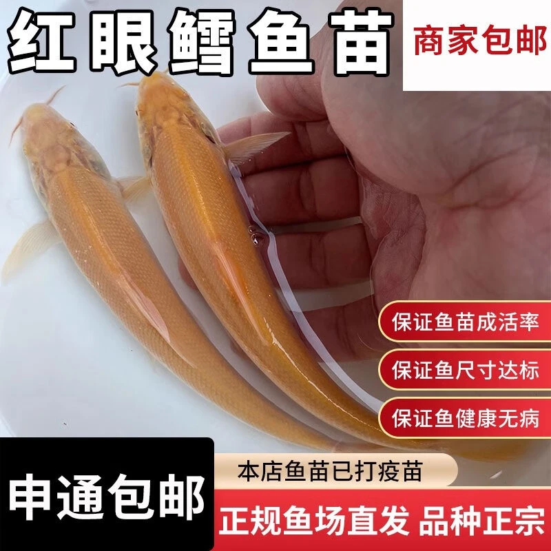 赤目红眼银鳕鱼苗黄化金丝鳕鱼淡水白子招财食用大鳞鲃鳕鱼苗