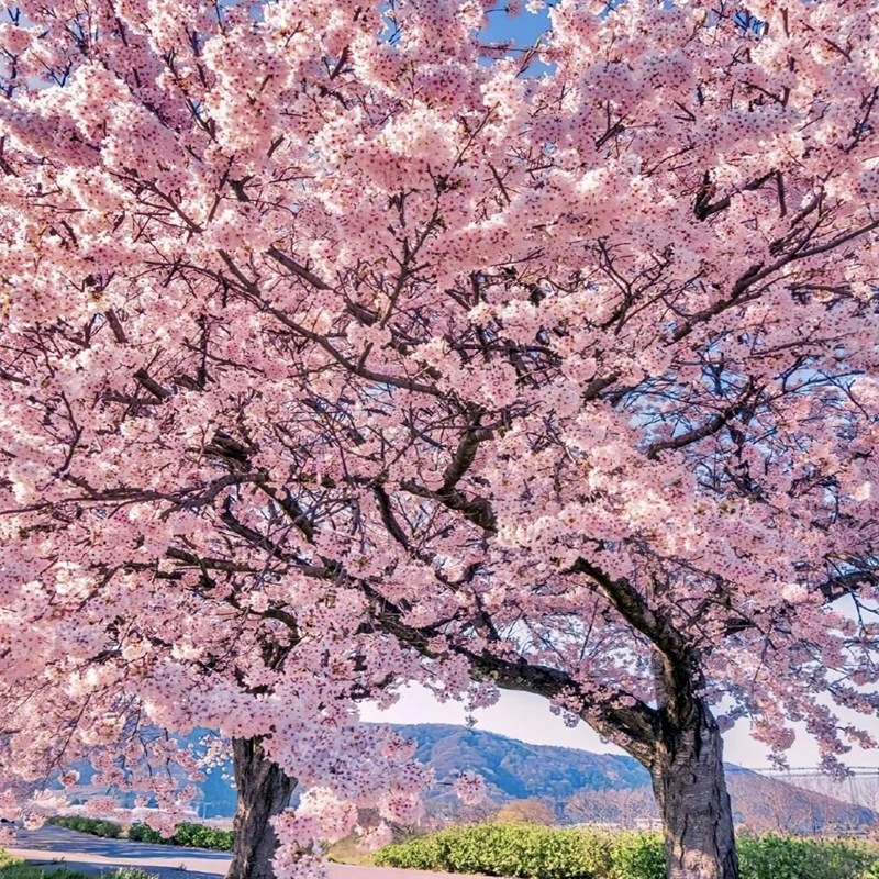 樱花树苗正宗粉色日本樱花苗小苗南北方庭院地栽盆栽花树园林樱花