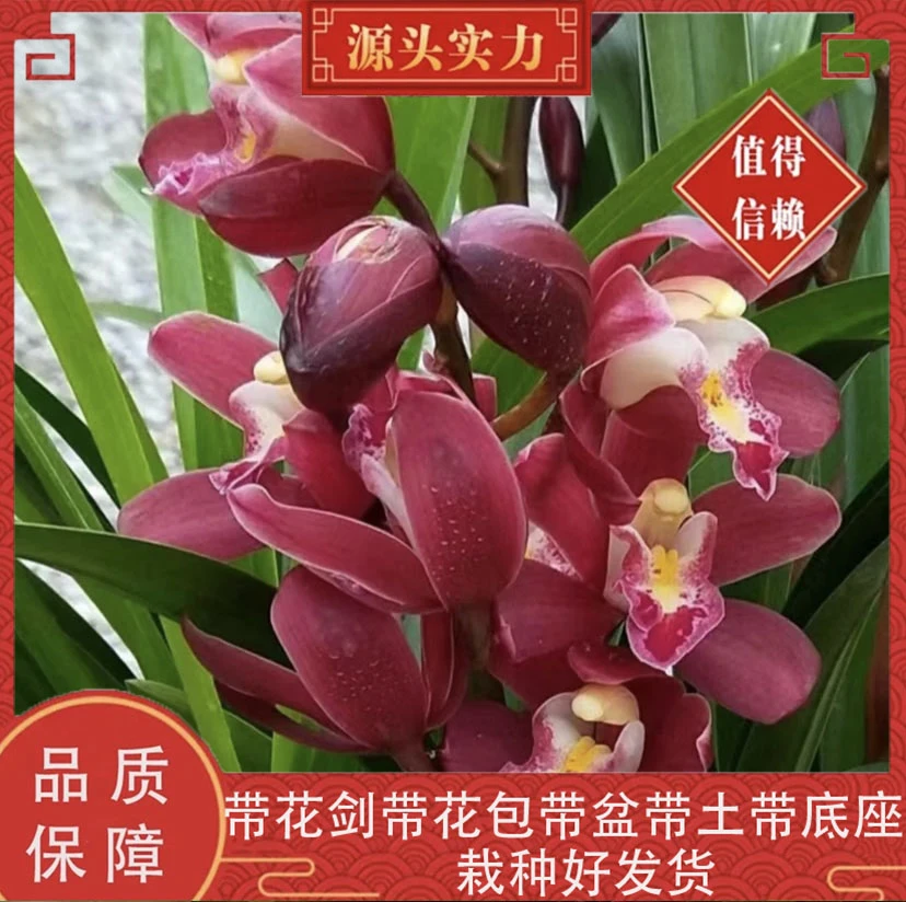【大红袍】大花蕙兰浓香型福利年宵花基地直发带盆带土栽种好发货