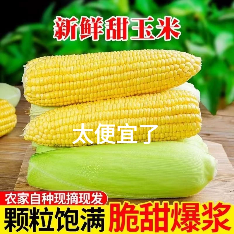广西现摘水果玉米5斤新鲜水果甜玉米玉米棒1斤脆甜爆浆金黄玉米