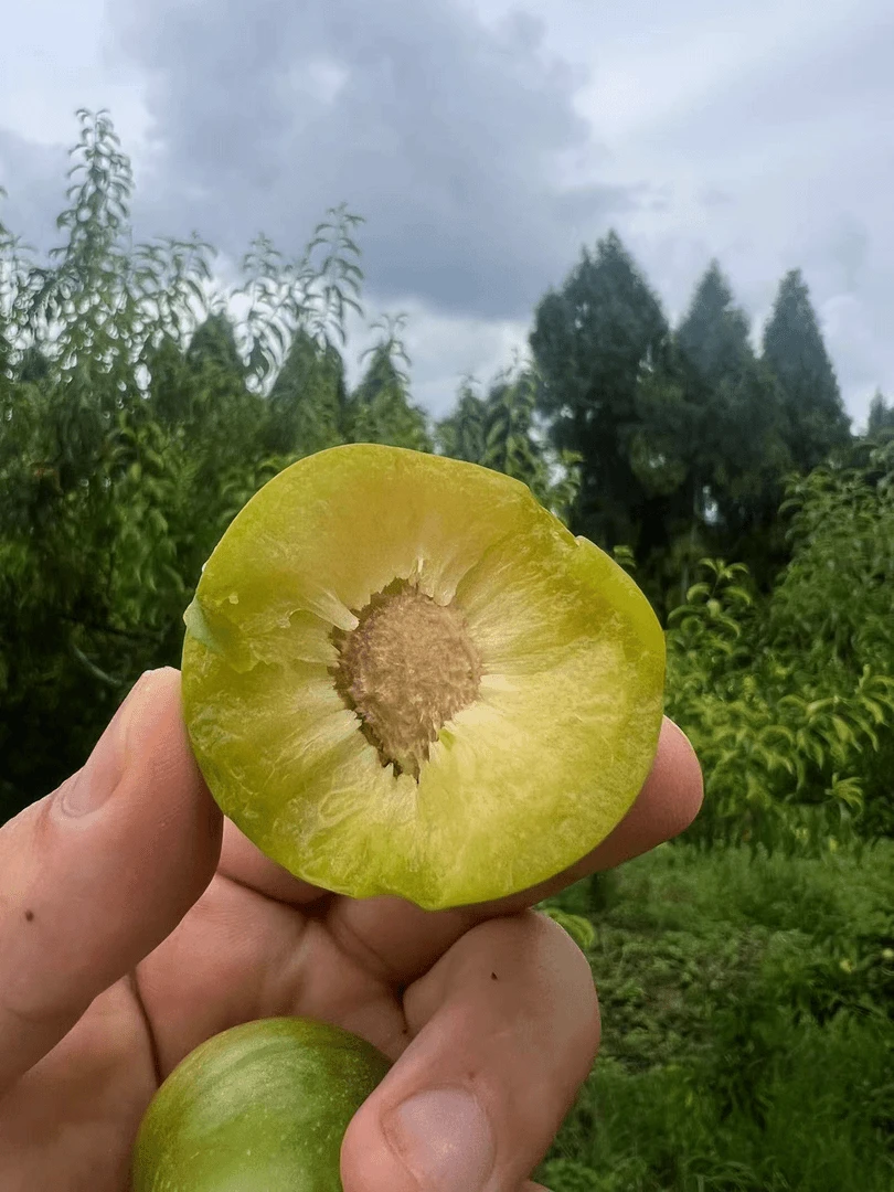好吃的生鲜水果李子