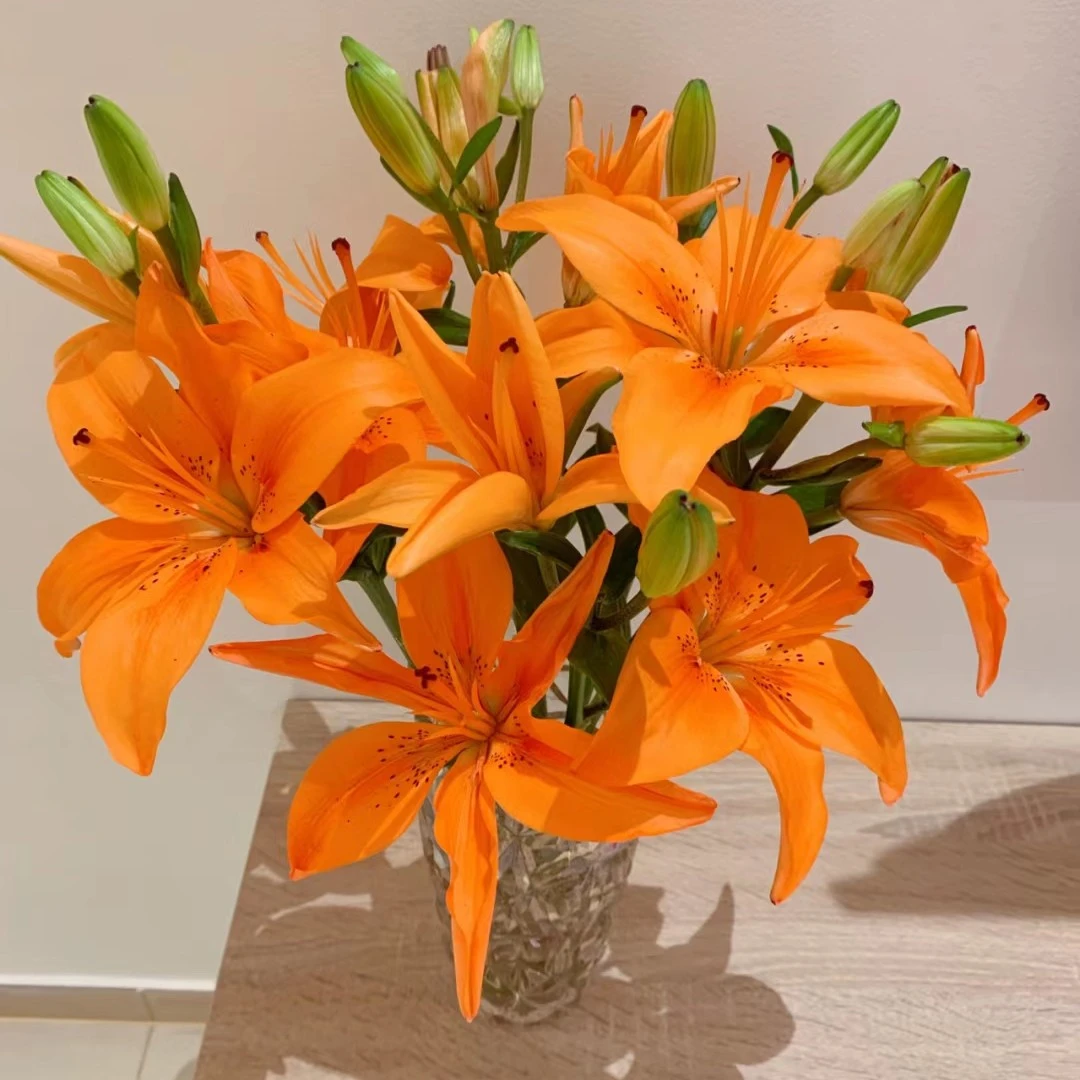穿梭橙色海洋亚洲百合黄色橙色东北百合产地顺丰包邮