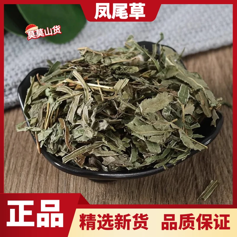 野生凤尾草 鸡脚草 金鸡尾 井栏边草 五指草新鲜干货散装非益母草