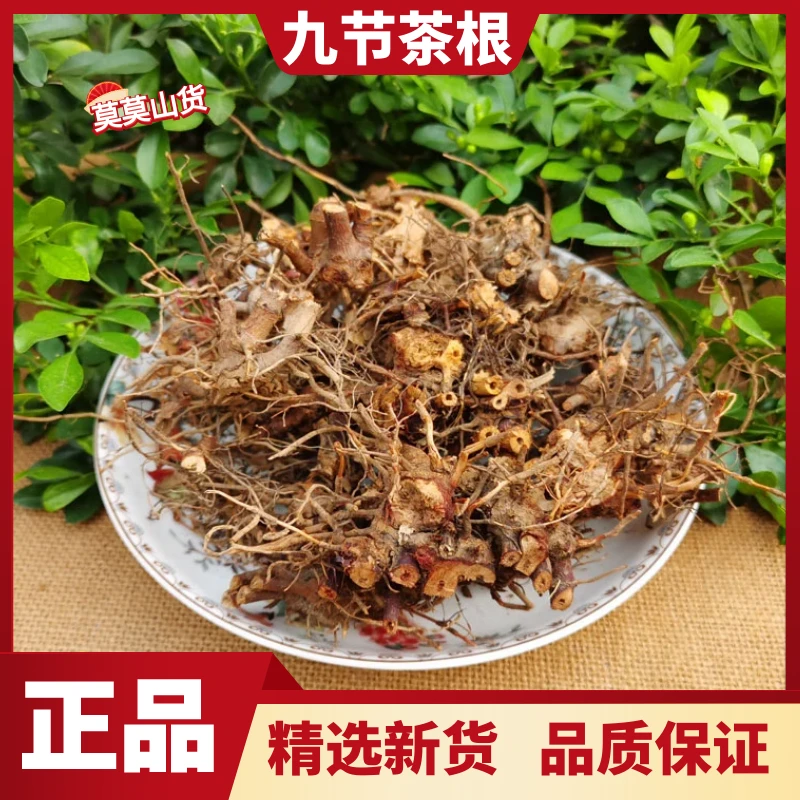 野生九节茶根肿节风根九节风根接骨莲根草珊瑚根正品包邮非牛膝