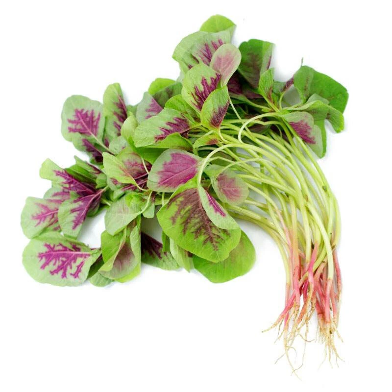 红汉菜约500g