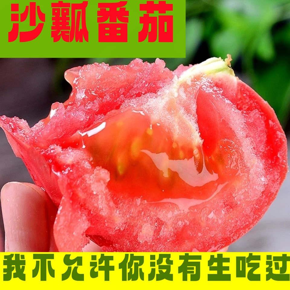 大粉沙瓤西红柿苗普罗旺斯西红柿苗正品大果蔬菜种苗