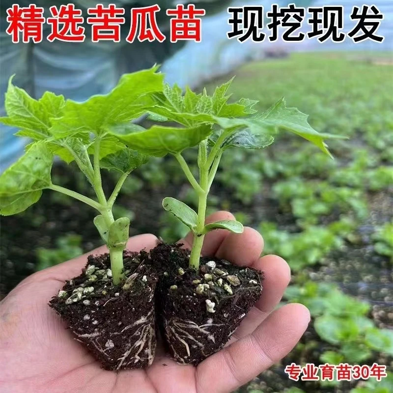 绿苦瓜带土秧苗长青苦瓜苗四季蔬菜春季春季夏季简单育苗