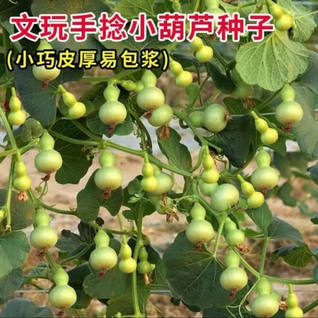 【文玩葫芦籽种】爬藤植物盆栽阳台小院葫芦种籽四季种植观