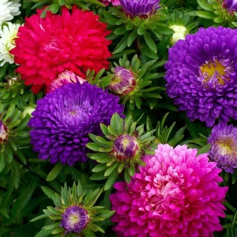 【混色彩虹糖果菊花卉种子】耐热易种阳台庭院植物种子