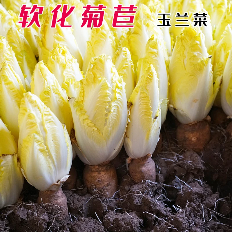 金玉兰菜软化菊苣种子玉兰菜种子黄菊苣四季蔬菜孑