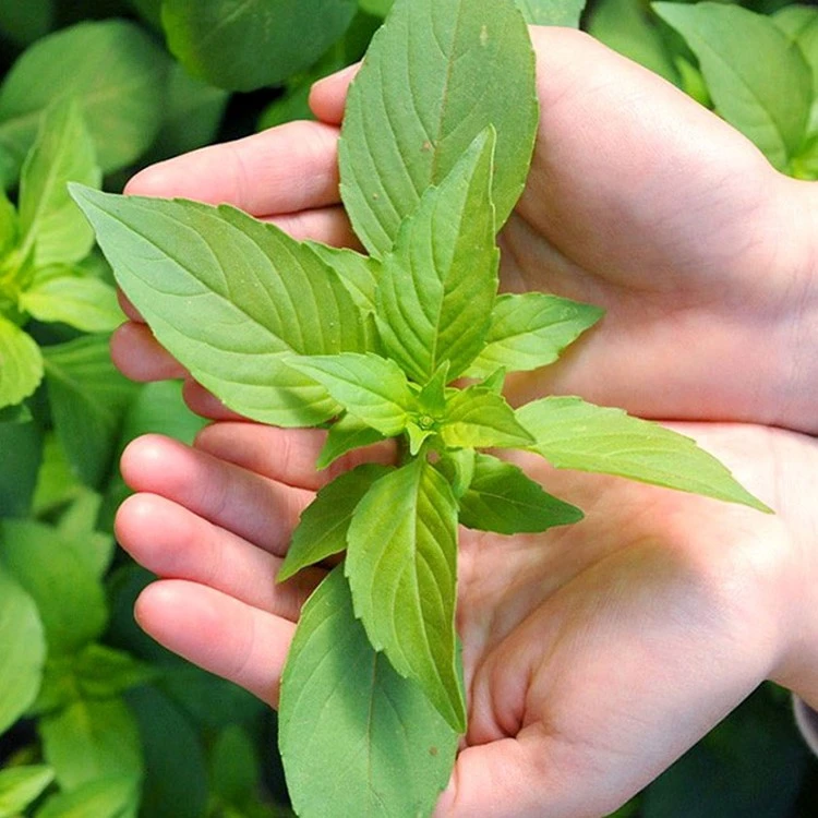 【河南大叶荆芥种子】孑菜籽四季盆栽带土荆芥菜种籽荆棘种籽四季