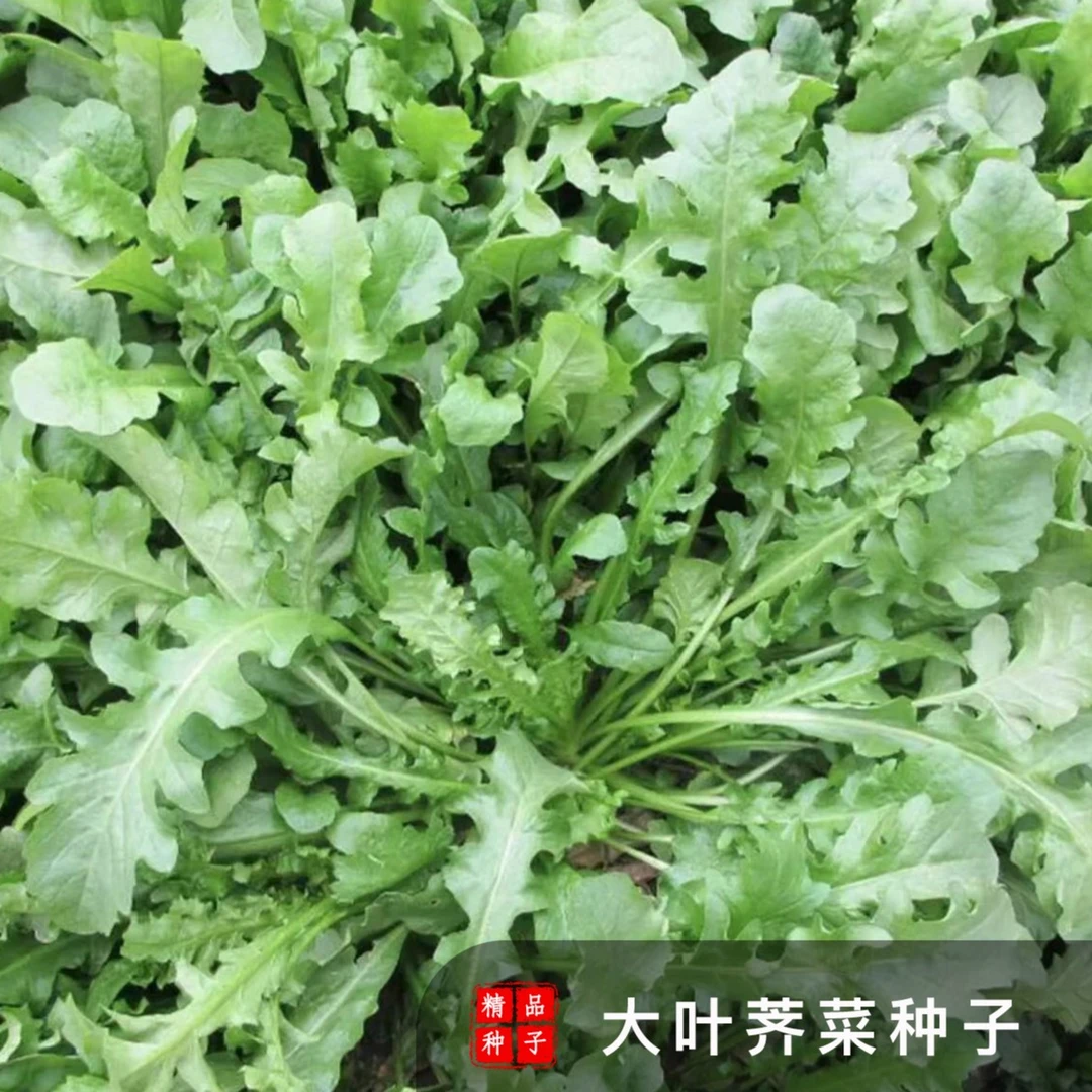 荠菜种子 农家大叶春野菜种 野生荠菜庭院阳台种植 荠菜饺子
