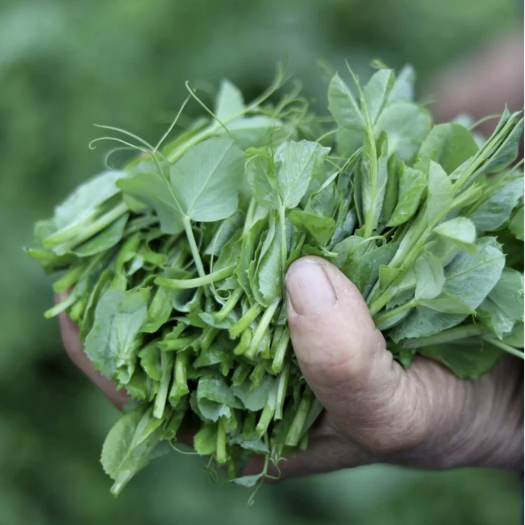 豌豆尖豌豆苗豌豆苗籽 四季蔬菜种子