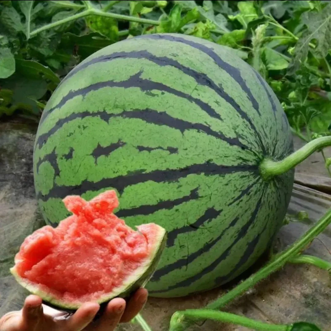 无籽麒麟瓜种子家庭盆栽地栽四季种植