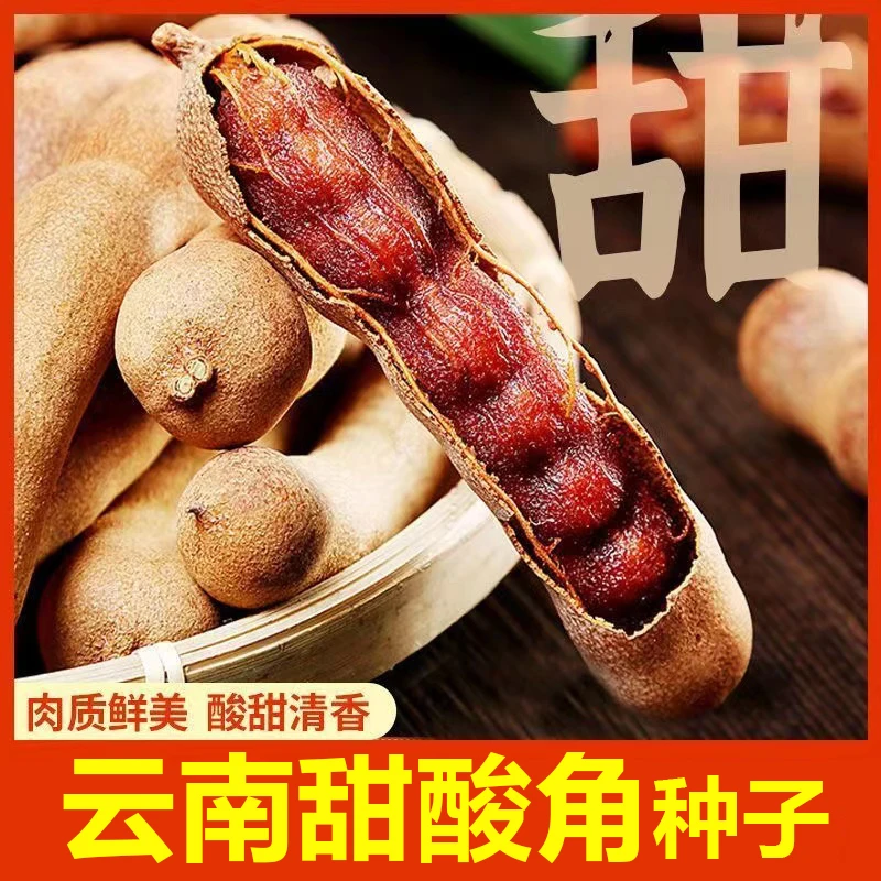 【 云南甜酸角种子】酸酸甜甜酸豆角种子四季播种 抗寒力弱饱满