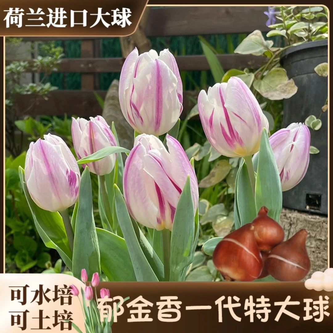 荷兰郁金香种球进口耐寒水培土培盆栽浓香型庭院阳台办公室花宠