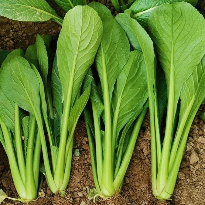 【快熟小菘菜种子】快熟青梗菜种子阳台庭院菘菜四季蔬菜种子F8