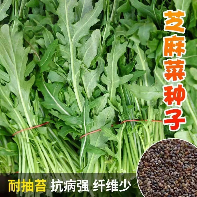芝麻菜种子四季小青菜种籽生菜籽春秋阳台盆栽蔬菜种孑