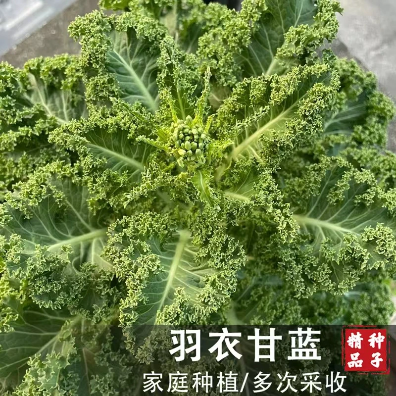 【羽衣甘蓝种子】可观赏可食用耐寒耐热蔬菜种子家庭小院盆栽种植