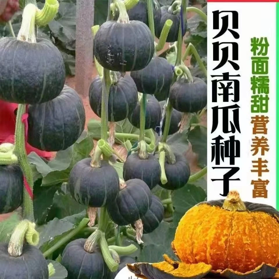 绿贝贝迷你小南瓜种子板栗味四季种植蔬菜种子香甜糯南瓜种子