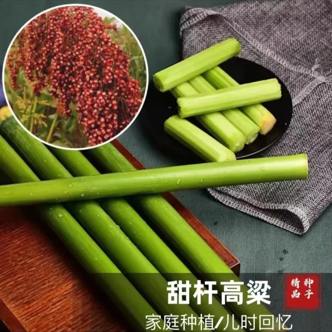 【甜杆高粱种子】传统甜杆农家甘蔗家庭小院种植简单高粱种籽