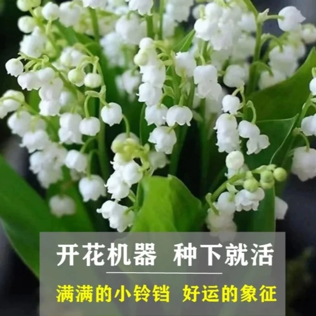 【多花机器】铃兰种芽花苗浓香四季开花不断多年生耐好养