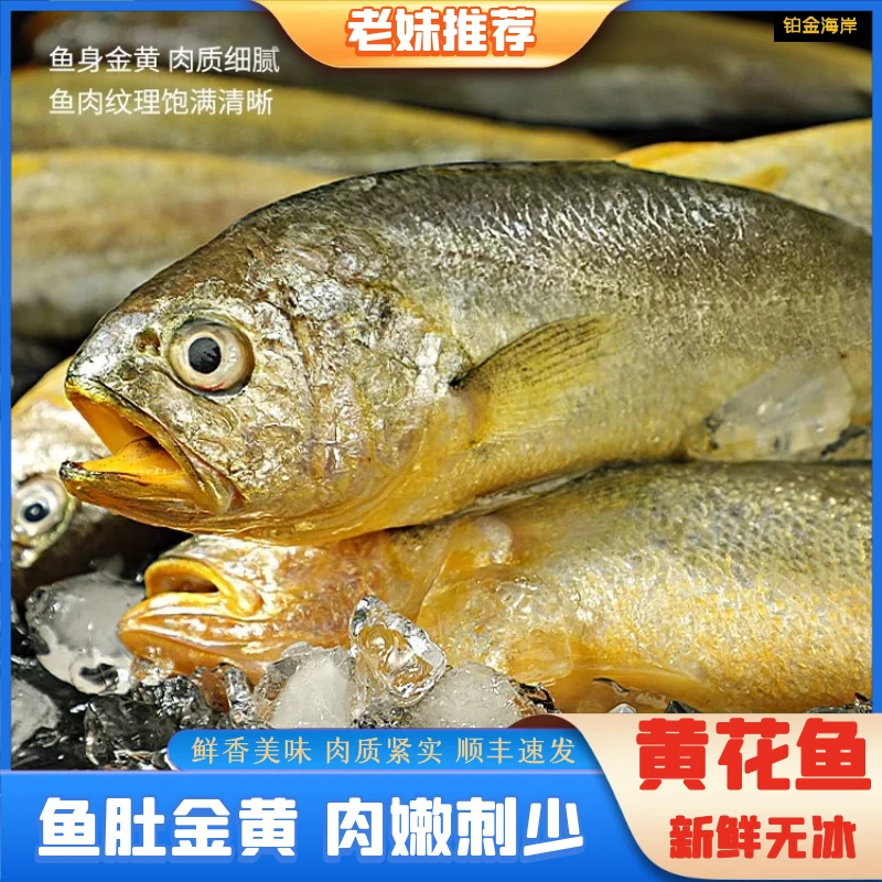 【老妹推荐】大黄花鱼海鲜水产大黄鱼新鲜批发整箱10条约4两/条