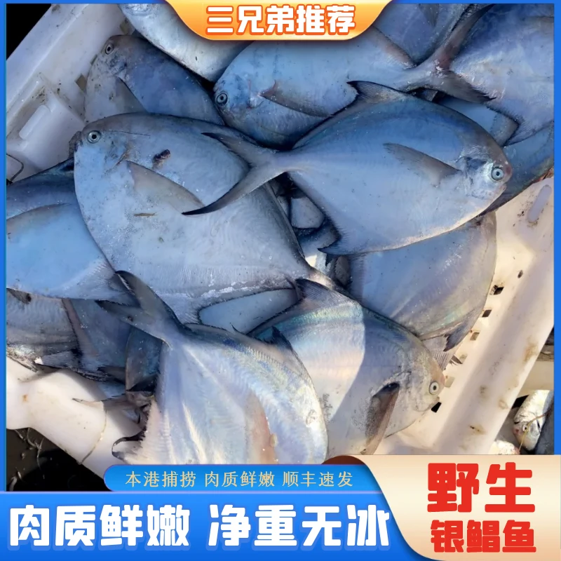 【三兄弟推荐】纯野生海捕银鲳鱼深海鱼新鲜海鲜水产直播5条/斤4斤